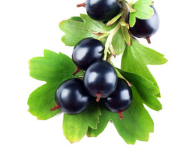 Wild black currant with green leaves isolated on white