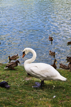 white mute swan on the shore among ducks