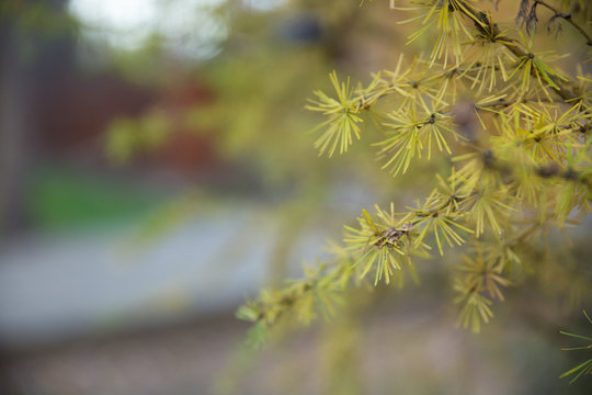 Branch of fir. Soft focus and blur background