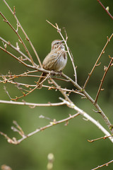 Song Sparrow (Melospiza melodia), Gabriola Island , British Columbia, Canada   