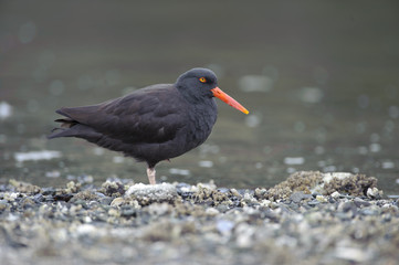 Black Oystercatcher (Haematopus bachmani), Brickyards Beach, Gabriola Island , British Columbia, Canada