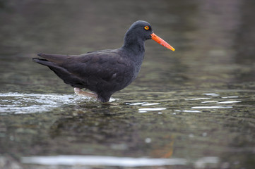 Black Oystercatcher (Haematopus bachmani), Brickyards Beach, Gabriola Island , British Columbia,...