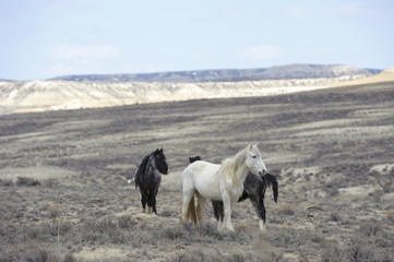 Wild horse (equus cabals) - mustangs, Sand Wash Basin, Wyoming, USA
