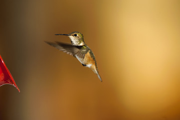 Rufous Hummingbird (Selasphorus rufus), Gabriola Island, British Columbia, Canada