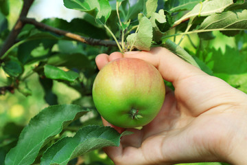Female hand picking apple from tree