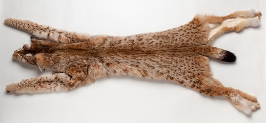 lynx pelt