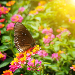 beautiful butterfly on a background of flowers