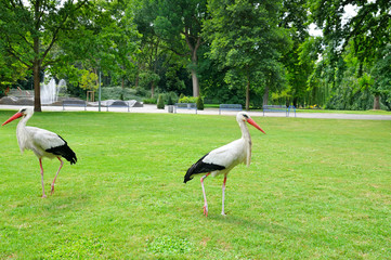 Storks on the meadow in a summer park