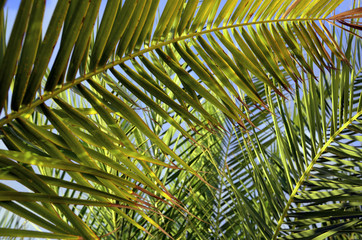 Obraz na płótnie Canvas Green palm tree leaves against blue sky.