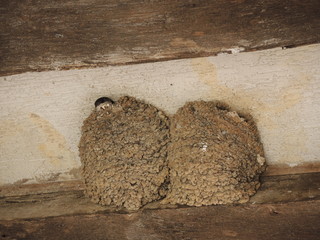 Nid d'hirondelle © aloha2014