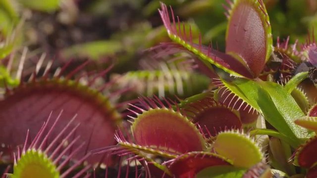 SLOW MOTION: Spider falls in carnivorous plant and escapes