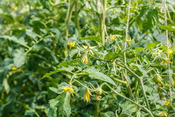 Young blossoming tomatoes with small fruits. Growing. Yellow flowers. Vegetable garden.  Household plot. Dacha.
