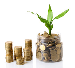Plant growing in coins isolated on white