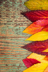 Fototapeta na wymiar Autumn leaves over wooden background with copy space