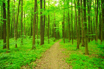 Path in green forest