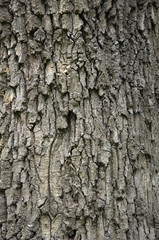 Tree bark