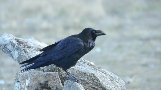 corvus corax