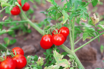 Red small tomatoes ready to pick in the garden outdoors