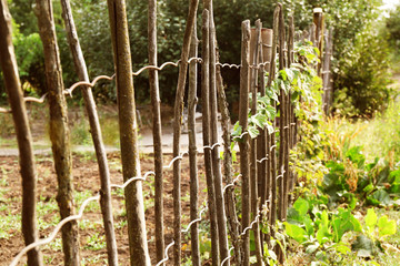 Fototapeta premium Supporting netting frame in the garden outdoors