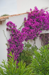 Bougainvillea climbing on a white wall on a sunny summer day in Mallorca, Balearic islands, Spain.