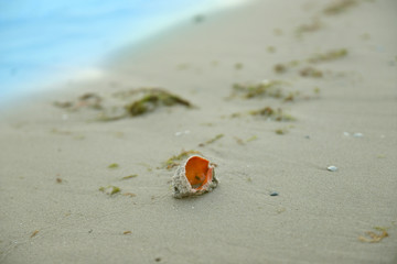 A seashell on the shore