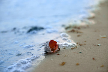 A seashell on the shore