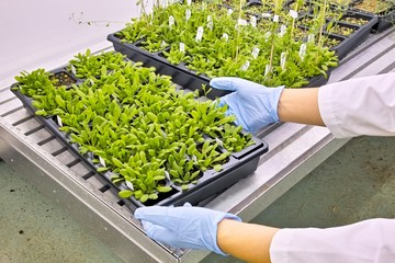 Model plants in the laborotary 