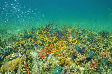 Naklejka na ściany i meble Colorful sea life on the ocean floor