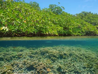 Mangrove over water and coral reef underwater © dam