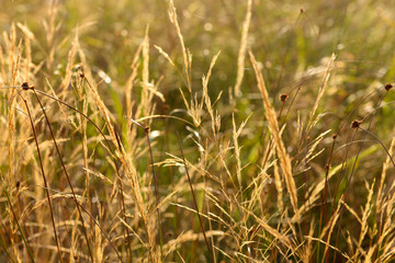 Beautiful field background
