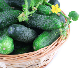 Wicker basket with cucumbers isolated on white