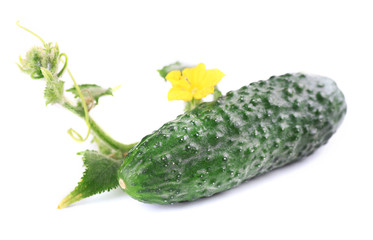 Cucumber with leafs isolated on white background