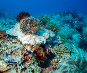 Naklejka na ściany i meble Colorful Tropical Coral Reef with Sea Lilies