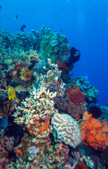 Fototapeta na wymiar Fishes and Sea Bottom of Ecosystem