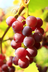 cluster of ripe grapes