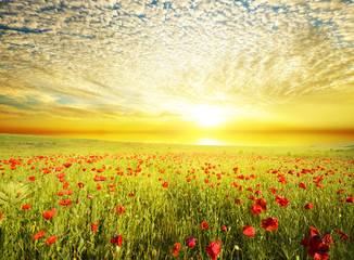 Fototapeta na wymiar poppies against the sunset sky