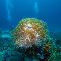 Tropical Fishes near Colorful Coral Reef