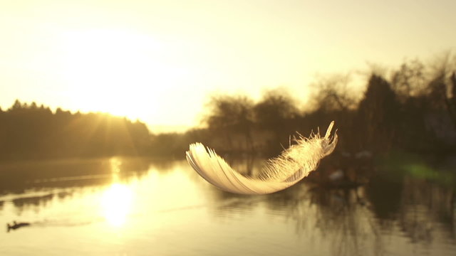 SLOW MOTION: falling feather