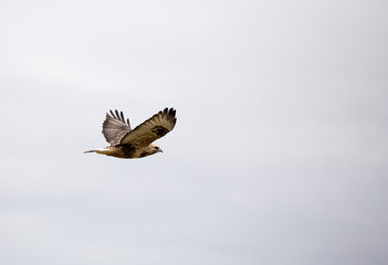 Obraz premium Prairie Falcon.