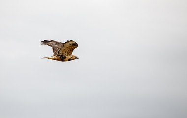Fototapeta premium Prairie Falcon.