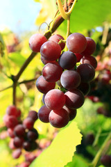 cluster of ripe grapes