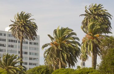 Obraz premium Palm Trees