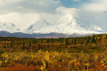 Plants Ground Cover Change Color Alaska Mountains Autumn Season