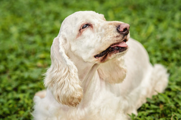 White Cocker Spaniel