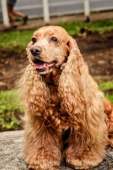 Obraz premium Cocker Spaniel sitting on a table