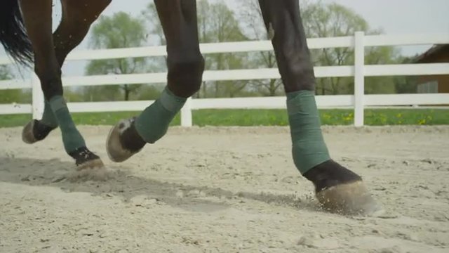 SLOW MOTION CLOSE UP: Dressage horse trotting in sand arena