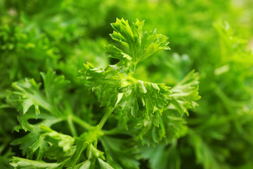 Fresh parsley closeup