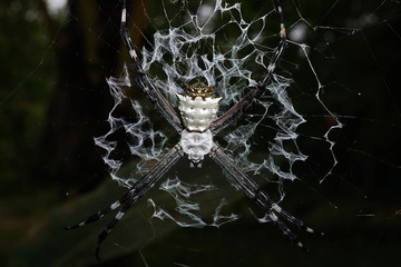 Close-up of silver argiope spider on its web