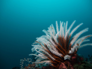 Obraz premium Coral
