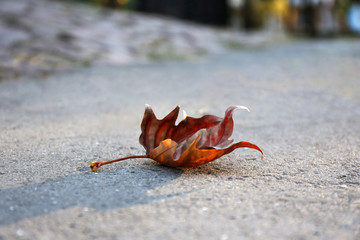 Autumn leaf on asphalt at sunset